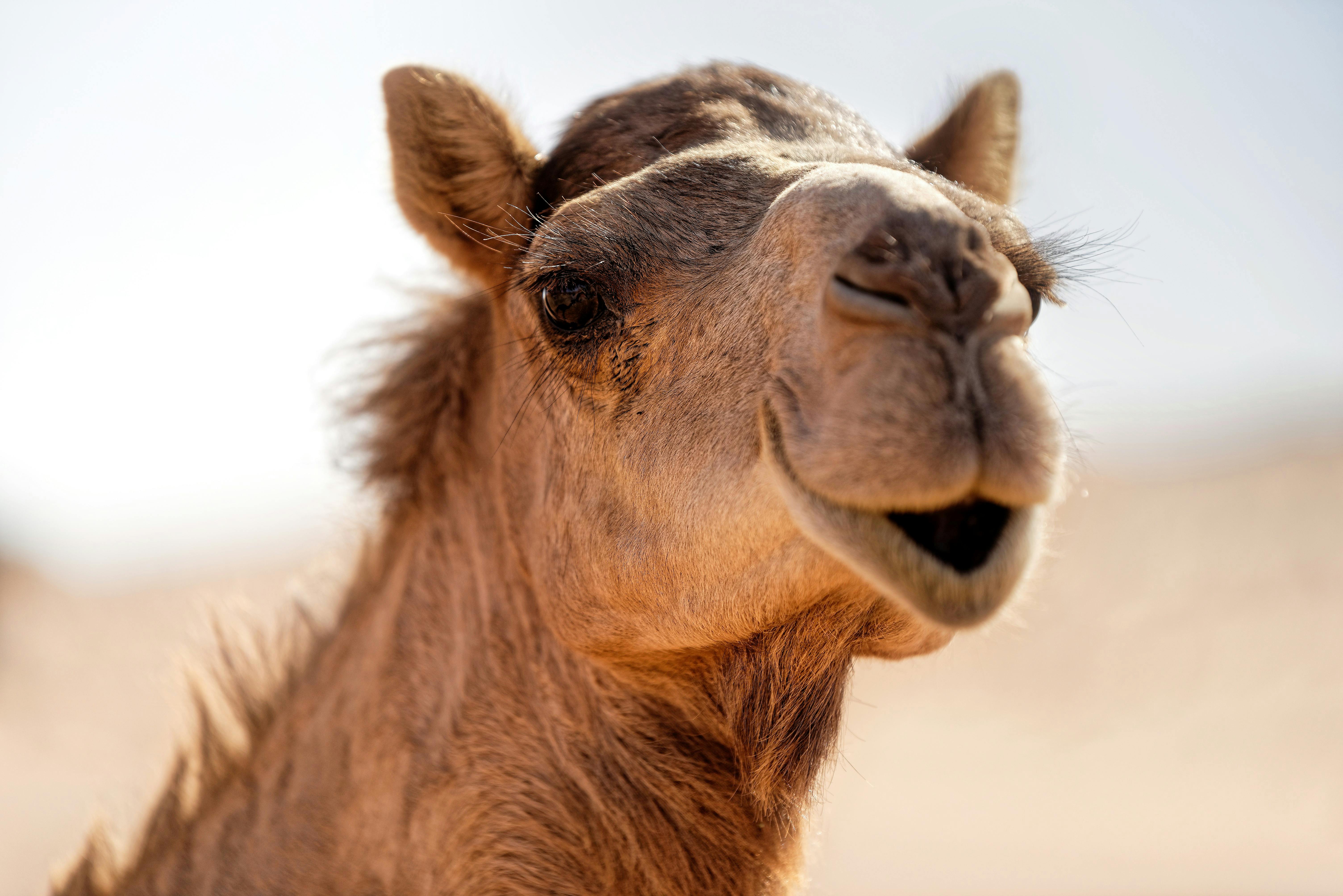 Camel Ride