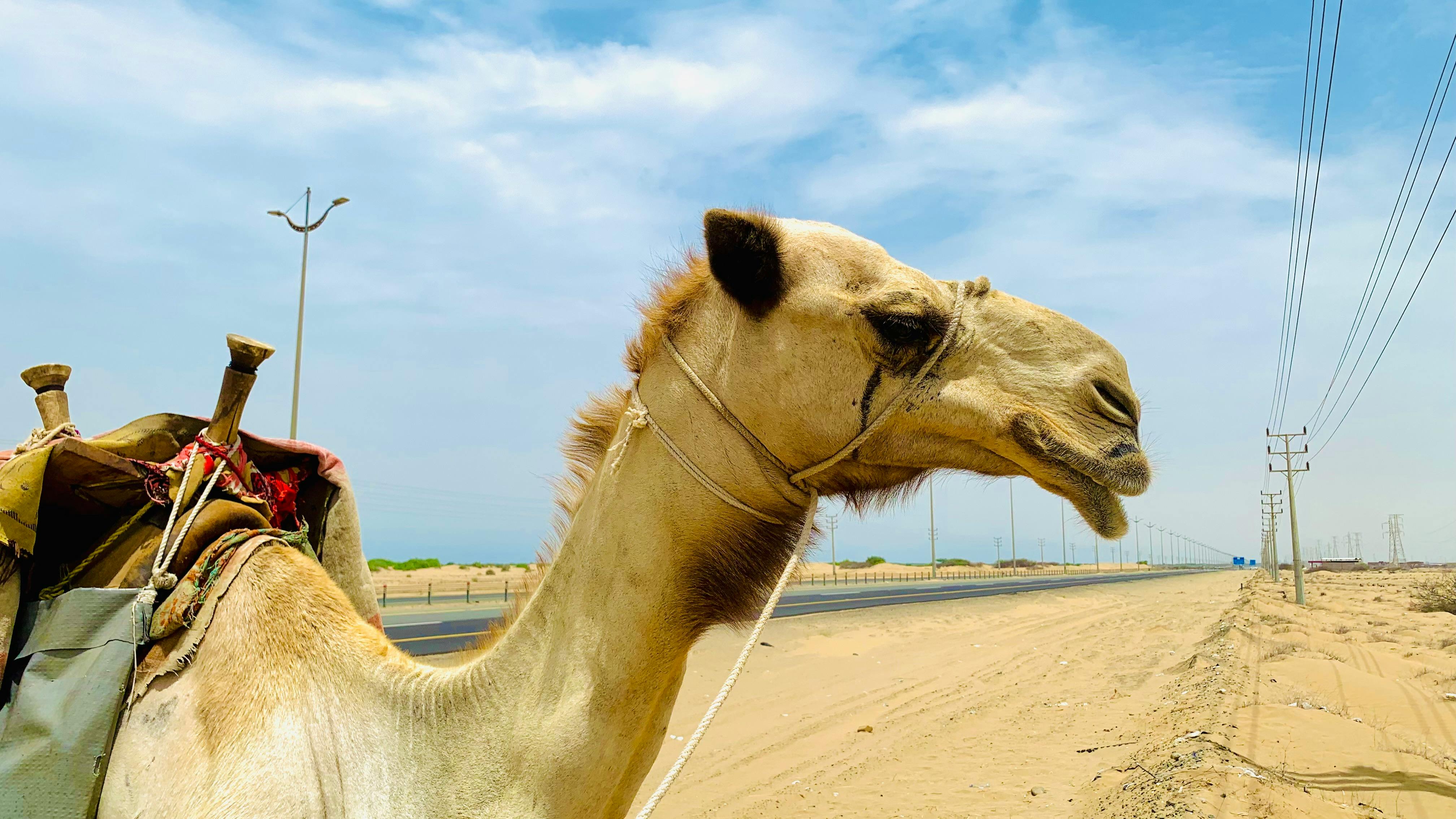 Camel Ride
