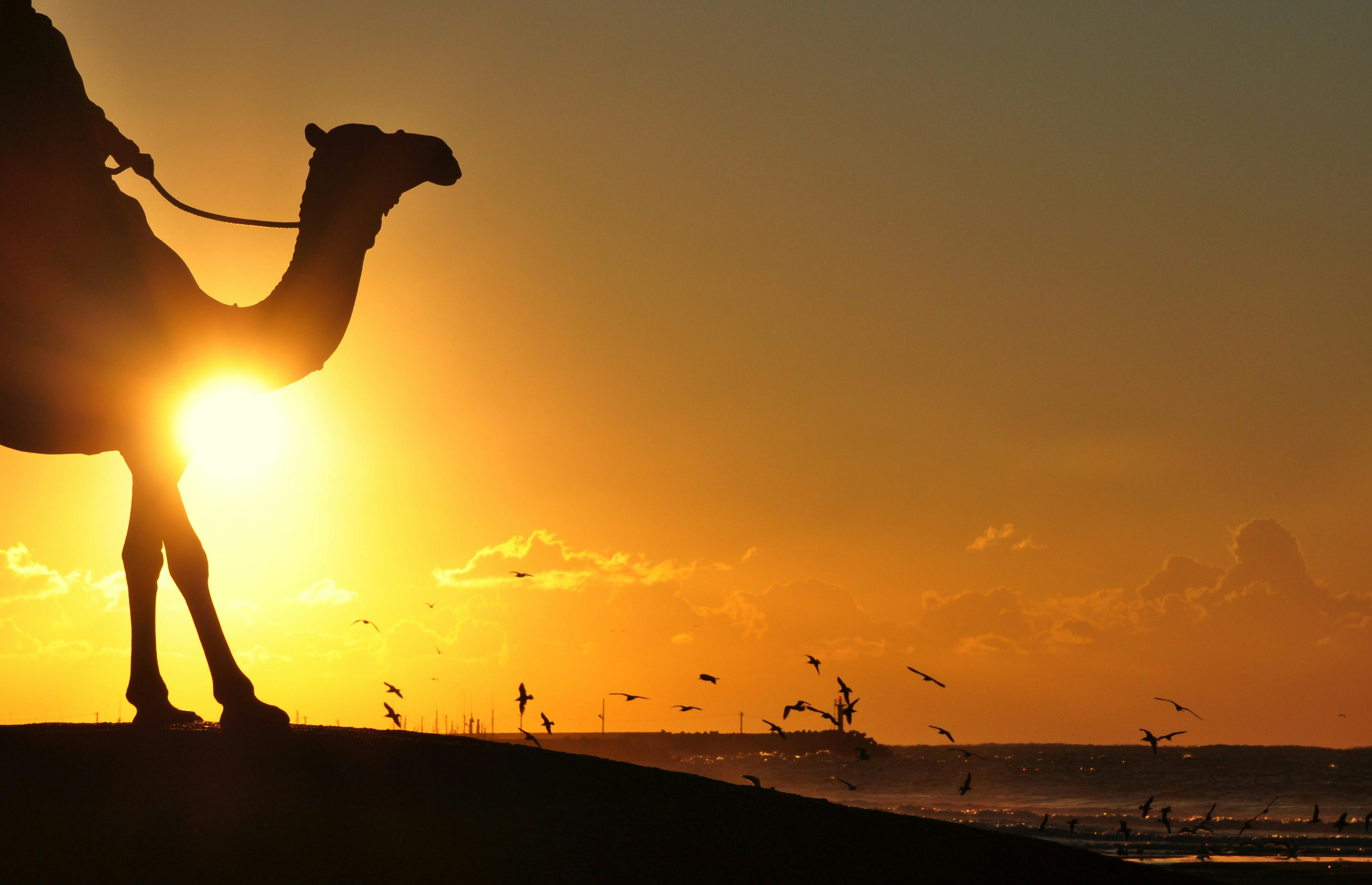 Camel